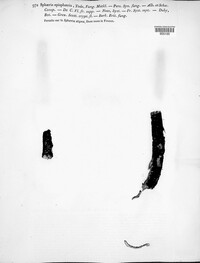 Dialonectria episphaeria image